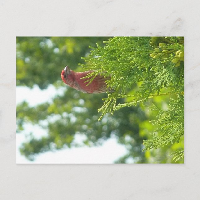 Moss To Crown postcard - Red Finch (Front)