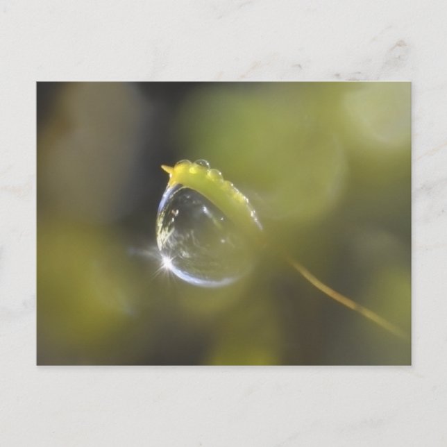 Moss with dewdrop postcard (Front)