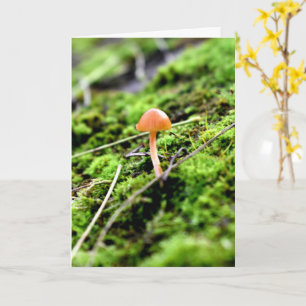 Mosses and Lichens with tiny Mushroom Card