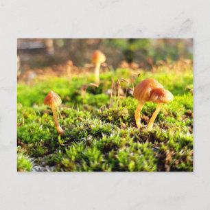Mosses and Lichens with tiny Mushroom Postcard