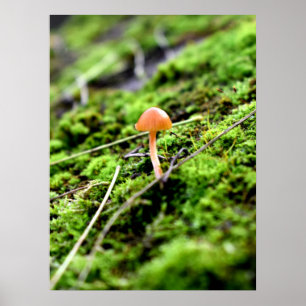 Mosses and Lichens with tiny Mushroom Poster