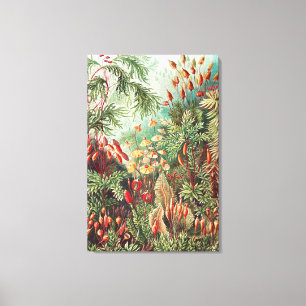 Mosses, Muscinae Laubmoose by Ernst Haeckel Canvas Print