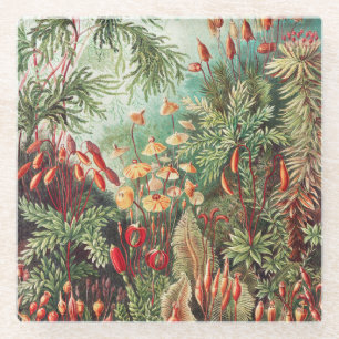 Mosses, Muscinae Laubmoose by Ernst Haeckel Glass Coaster