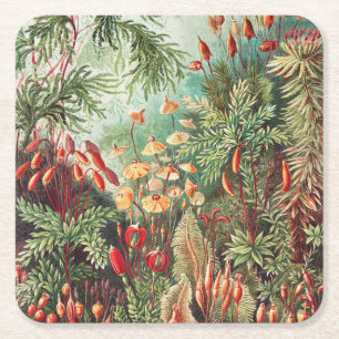Mosses, Muscinae Laubmoose by Ernst Haeckel Square Paper Coaster