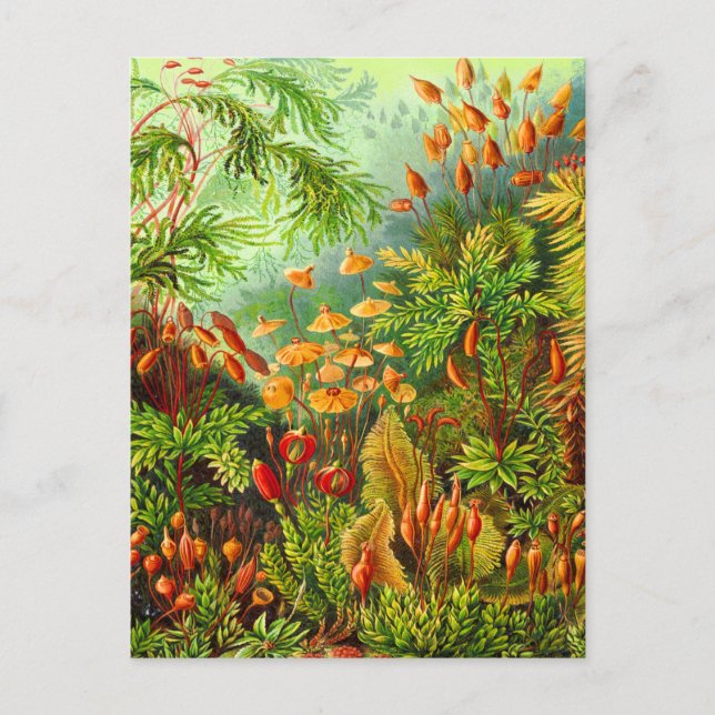 Mosses Postcard (Front)