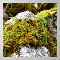 Mosses