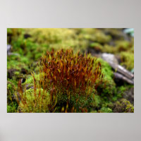 Mosses
