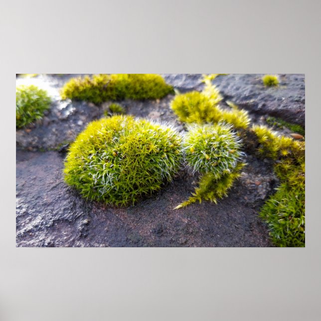 Mosses Poster (Front)