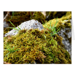 Mosses , Spring awakening