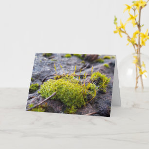 Mosses , Spring awakening Card