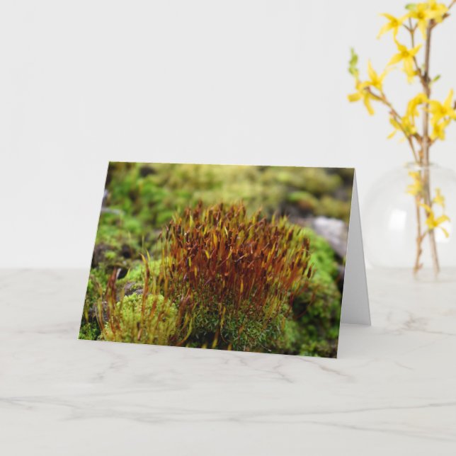 Mosses , Spring awakening Card (Yellow Flower)