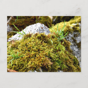 Mosses , Spring awakening Postcard