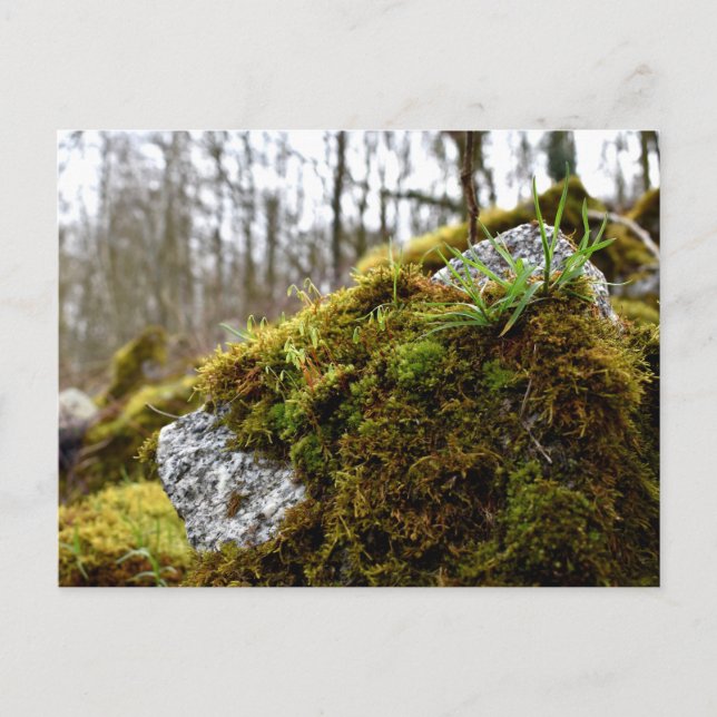 Mosses , Spring awakening Postcard (Front)