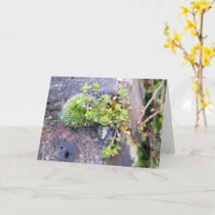 Mosses with tiny Flowers , Spring awakening Card