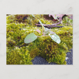 Mosses with tiny Flowers , Spring awakening Postcard