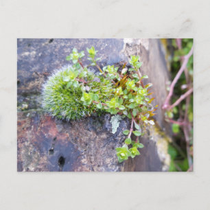 Mosses with tiny Flowers , Spring awakening Postcard