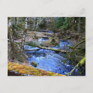 mossy Bridges Near Lake Crescent Lodge Postcard