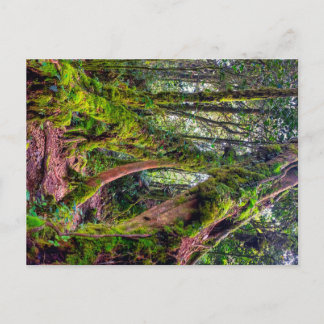 Mossy Forest Holiday Postcard
