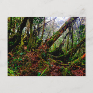 Mossy Forest Holiday Postcard