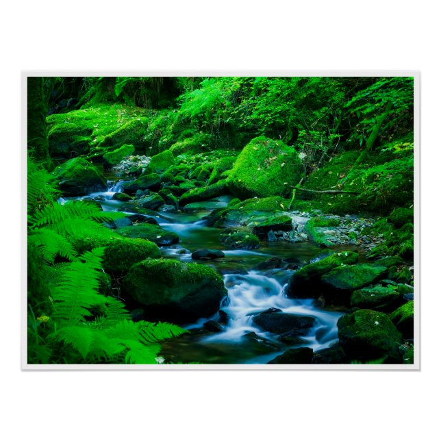 Mossy Forest Stream in Killarney National Park Poster (Front)
