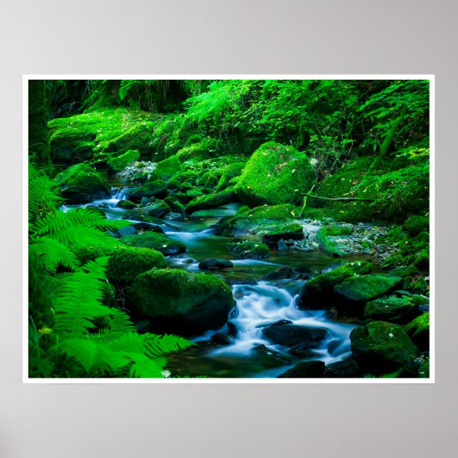 Mossy Forest Stream in Killarney National Park Poster (Front)