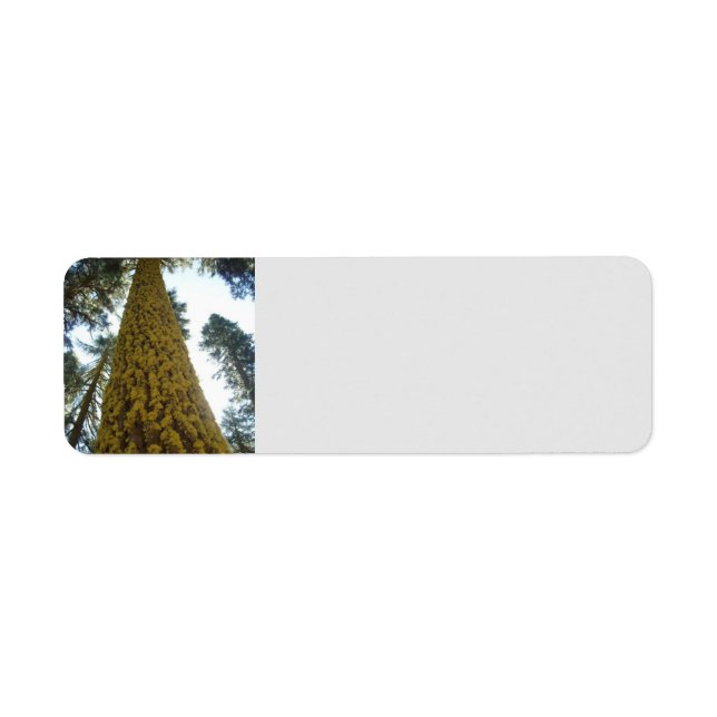 Mossy Red Fir Tree Address Labels (Front)