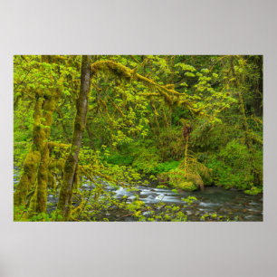 Mossy Rocks And Trees Line Eagle Creek Poster
