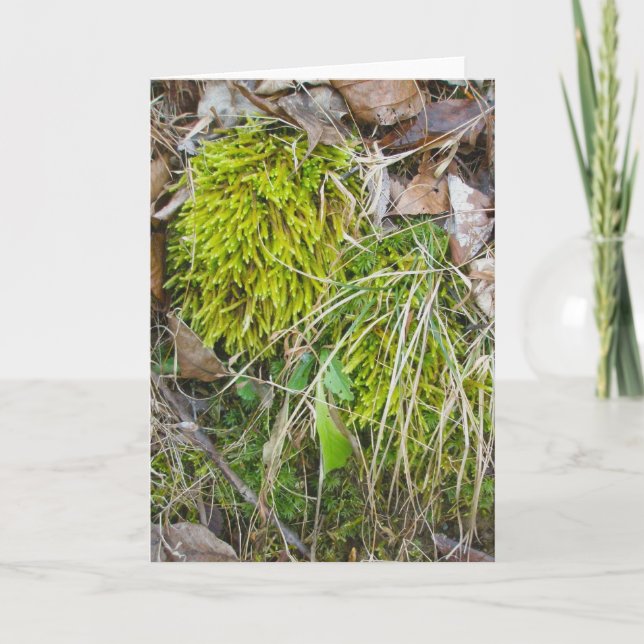 Mossy Stream Bank Note Card (Front)
