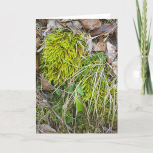 Mossy Stream Bank Note Card