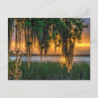 Mossy Sunrise Postcard