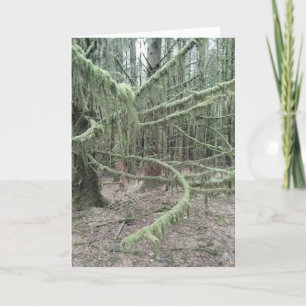 Mossy Trees In Welsh Woodland 2025 Holiday Card