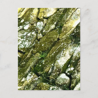 Mossy Wet Green Rocks Stones Boulders Photography Postcard