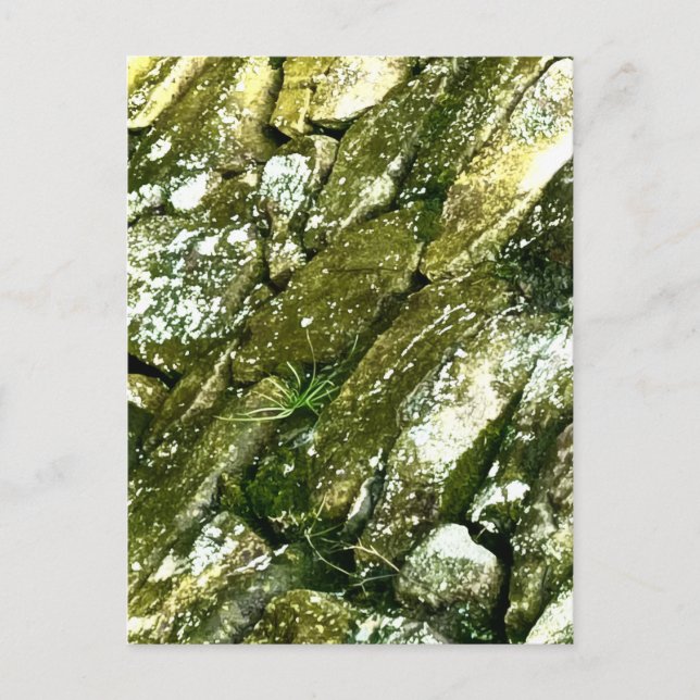 Mossy Wet Green Rocks Stones Boulders Photography Postcard (Front)