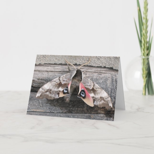 Moth, Blank Note Card by Mark Easton (Front)