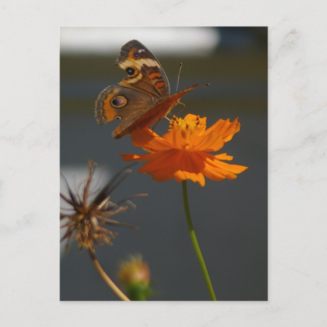 Moth Coreopsis Postcard (Front)