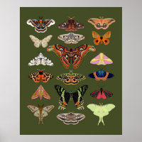 Moth illustrated insects poster art