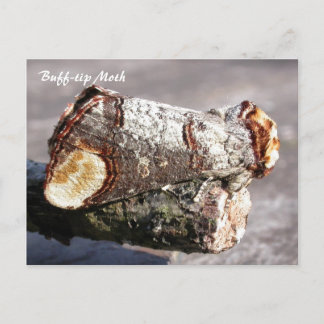 Moth Magic: Buff-tip 'broken twig' Moth postcard