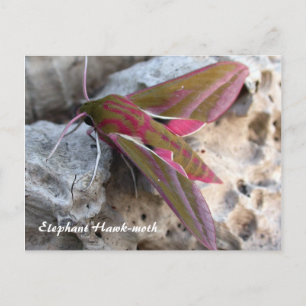 Moth Magic: Elephant Hawk-moth postcard