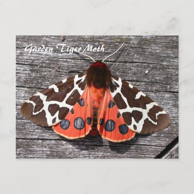 Moth Magic: Garden Tiger Moth postcard (Front)