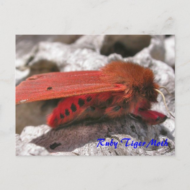 Moth Magic: Ruby Tiger Moth postcard (Front)