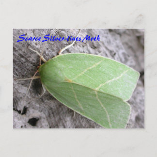 Moth Magic: Scarce Silver-lines Moth postcard