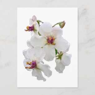 Moth Mullein Wildflower Postcard