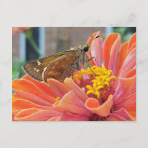 Moth On Orange Flower Postcard