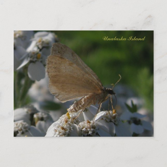 Moth on Yarrow Flowers, Unalaska Island Postcard (Front)
