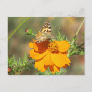 Moth on Yellow Flower Postcard