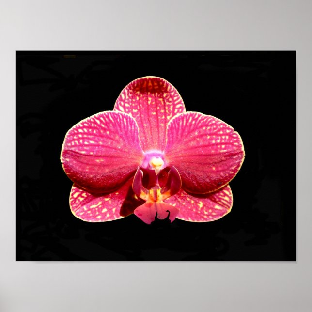 Moth Orchid Poster (Front)