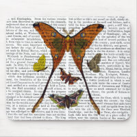 Moth Plate 2
