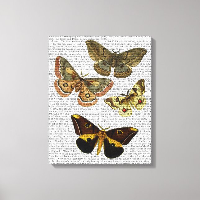 Moth Plate 4 Canvas Print (Front)