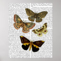 Moth Plate 4
