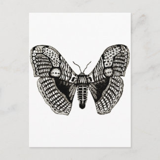moth postcard